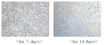 SA-β-galactosidase staining of cultured EPCs