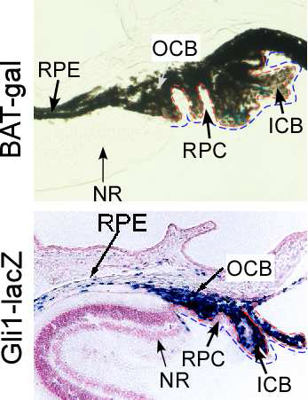 생쥐 망막신경줄기세포를 발달을 조절하는 wingless/Int1 (Wnt) 신호와 hedgehog (Hh) 신호.