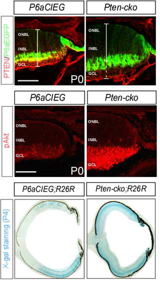 Pten-cko 망막에서 Pten 결여 망막세포의 과다 생산.