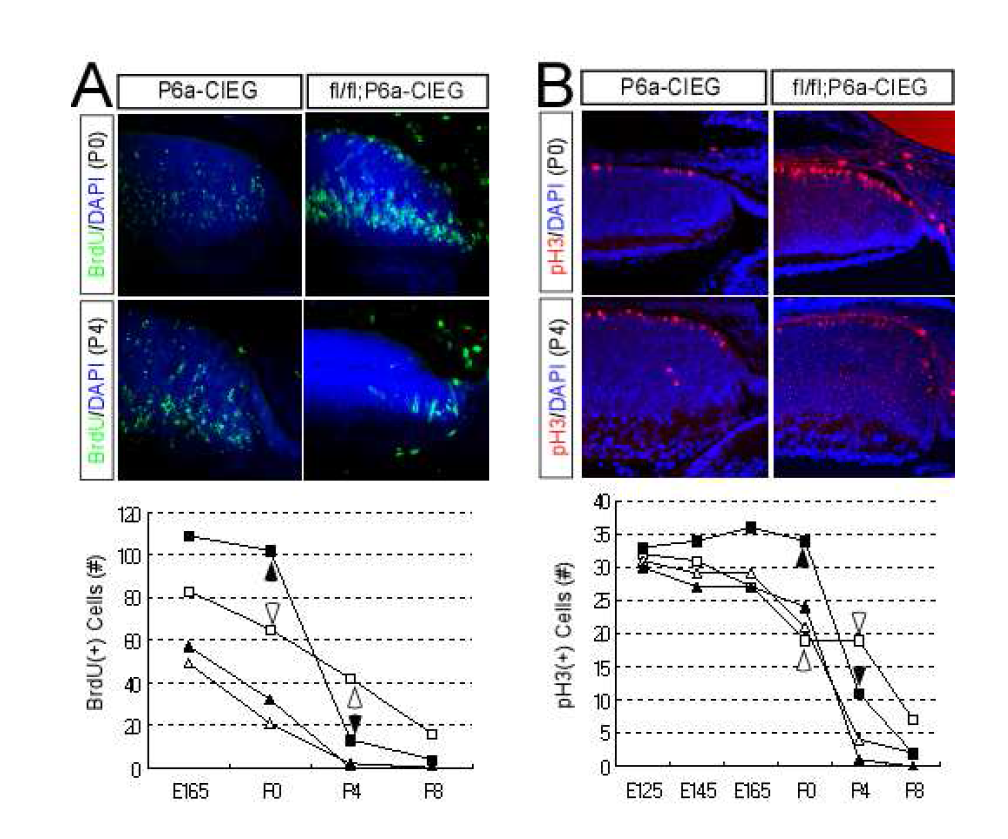 PTEN(fl/fl);aCIEG 생쥐의 망막의 분화 촉진 및 망막신경줄기세포의 조기 소멸.
