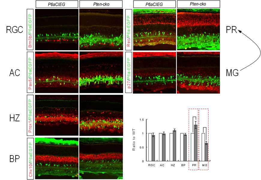 Pten-cko 망막에서 신경세포의 분포 변화.