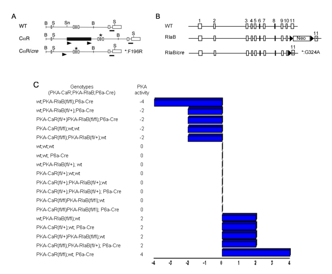 Constitutively active PKA 와 dominant-negative PKA knock-in 생쥐 모델.