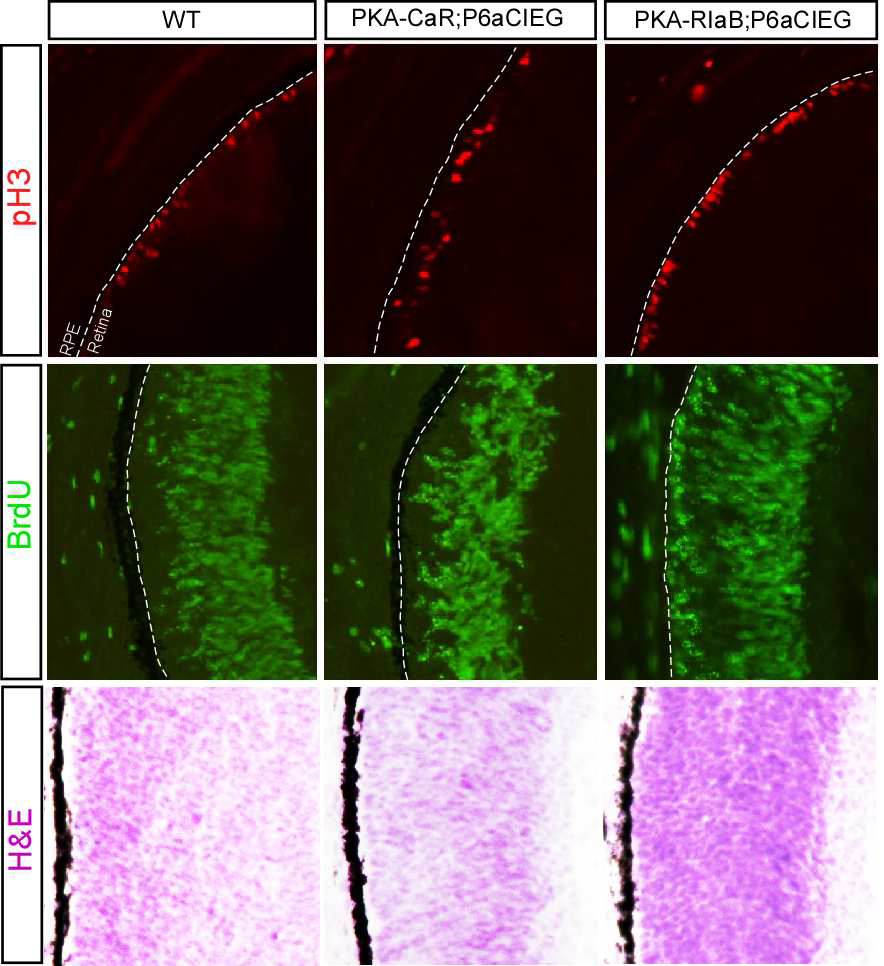 PKA-CaR과 PKA-RIaB knock-in 생쥐 망막에서 분열 중인 세포의 핵 위치 이상.