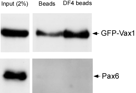 Pax6 alpha-enhancer DF4 affinity column의 유효성 검증.