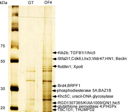 Pax6 alpha-enhancer DF4 affinity column을 이용한 Pax6 alpha-enhancer 결합 단백질 검출.