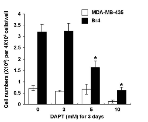 Notch signaling의 활성화가 MDA-MB-435 Br4의 migration에 미치는 영향분석