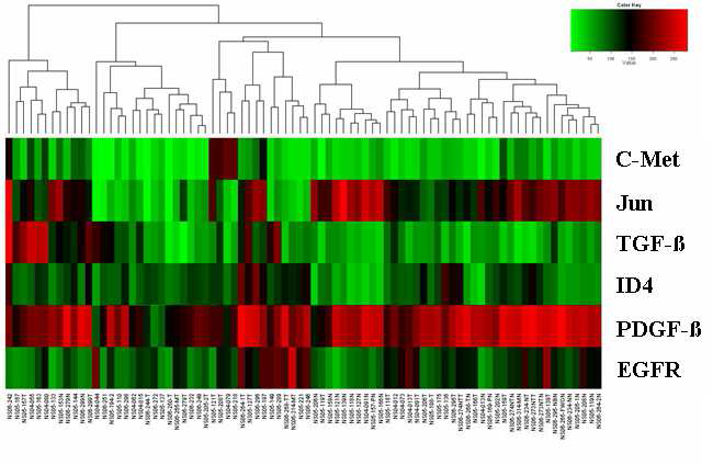 TMA 분석을 통한 단백질 발현 profile