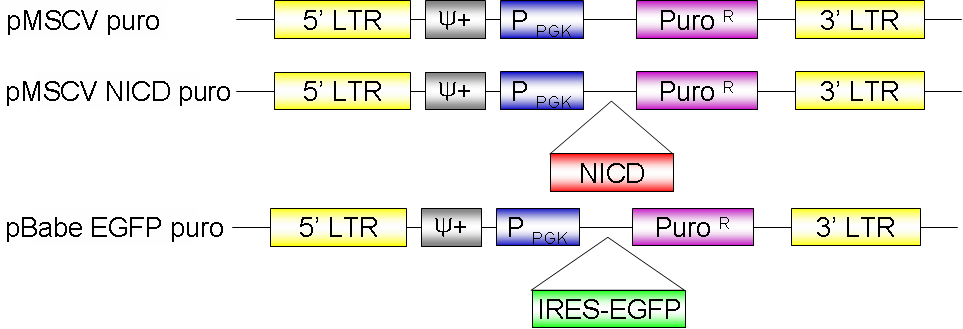 Retrovirus 매개의 hNICD 과발현 벡터의 확립 (총 3종)