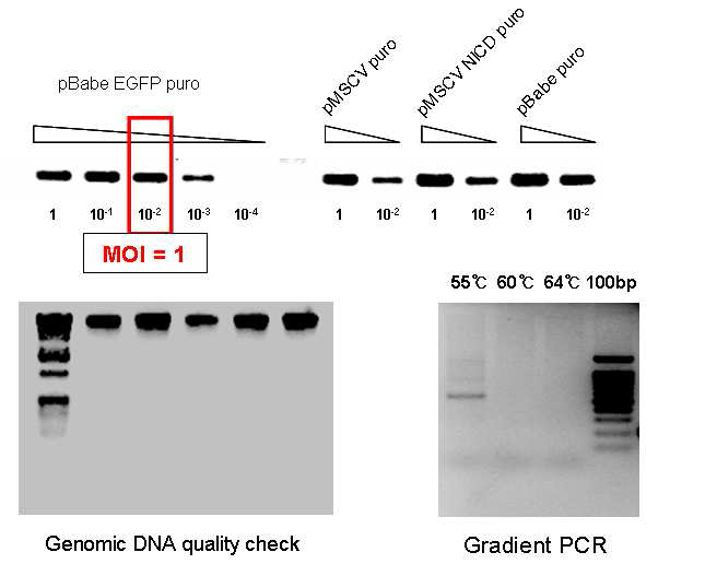 Puromycin 유전자를 PCR로 증폭하여 각 virus stock의 MOI를 확인한 결과