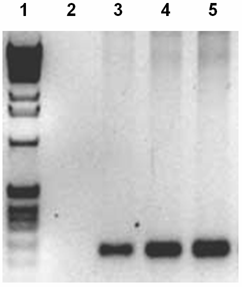 선발된 세포주를 대상으로 한 genomic PCR 검증