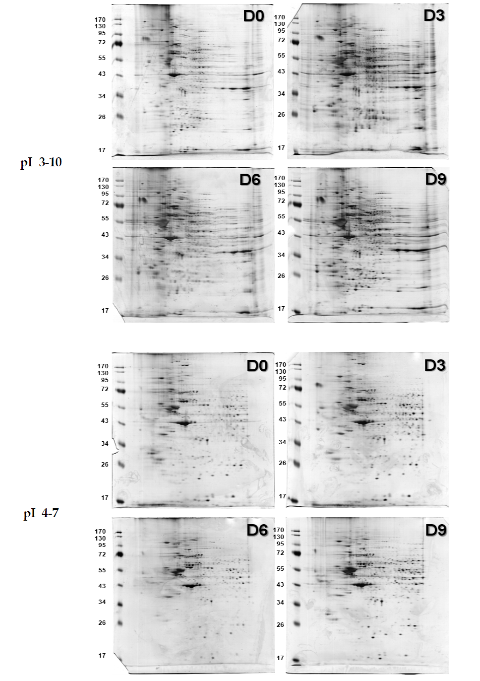 분화 과정에 있는 F6 Cell Line으로부터 얻은 Soluble Proteome의 변화양상 (Day 0 에서부터 Day 9까지 3일 간격으로 분석). 250 μg 단백질 사용, 13cm, 12% SDS-PAGE. pI 3-10 (위) & pI 4-7 (아래)