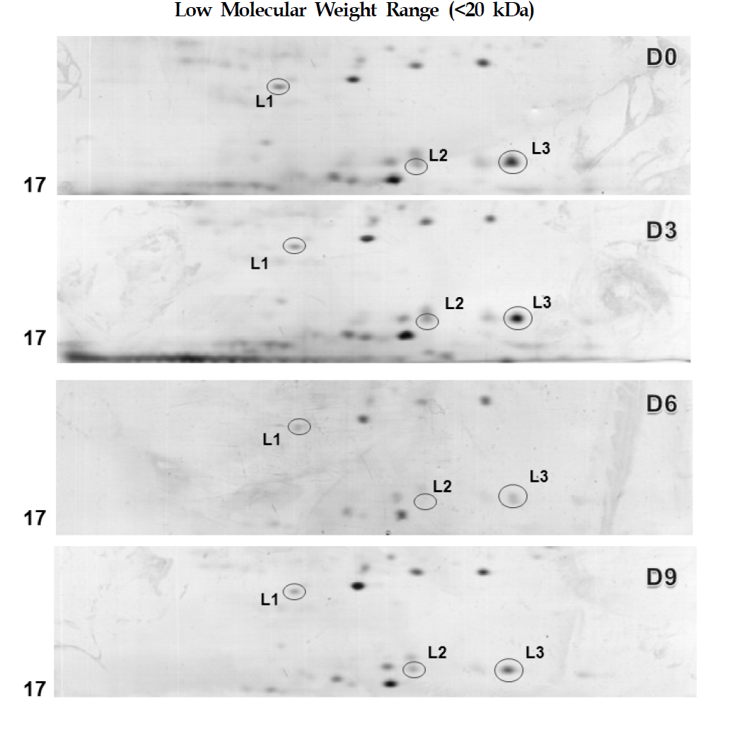 그림 2-1에서 보이는 2-DE gel로부터 분화과정 중에 차별 발현되는 것으로 확 인된 F6 cell 단백질들 가운데 MALDI-TOF 질량분석법을 통하여 동정된 단백질들