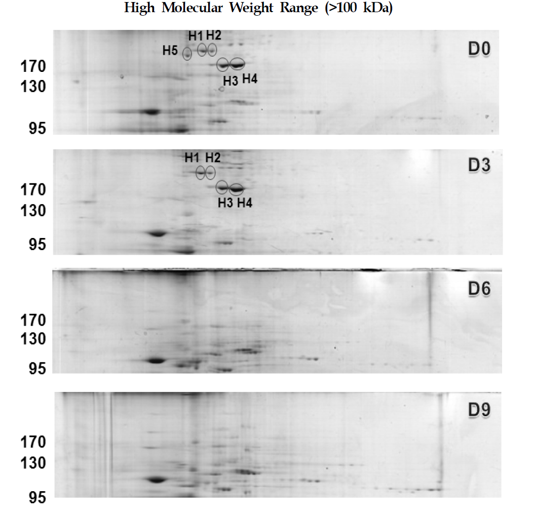 그림 1-2에서 보이는 2-DE gel로부터 분화과정 중에 차별 발현되는 것으로 확인 된 F6 cell 단백질들 가운데 MALDI-TOF 질량분석법을 통하여 동정된 단백질들