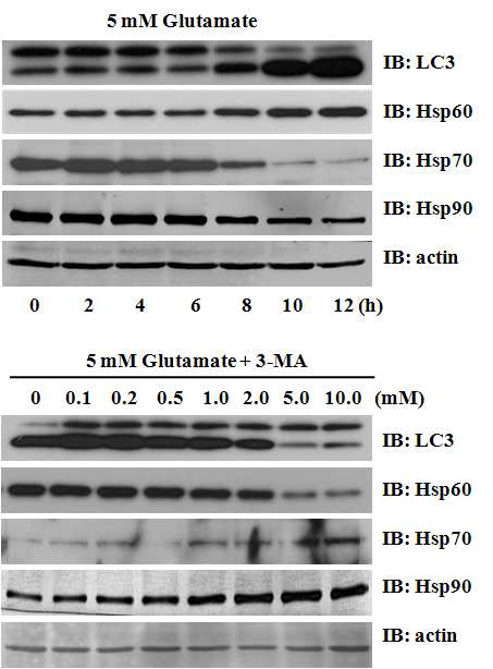 HT22 세포에 glutmate 처리를 해서 산화스트레스성 사멸을 촉진하는 경우에 나타 나는 샤페론 단백질들의 발현 패턴 (위) 그리고 autophagy 작용을 억제시킨 경우에 변하는 샤페론 단백질들의 발현 양상 (아래)