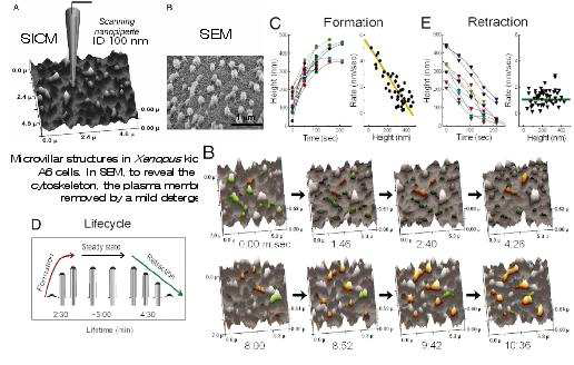 Dynamics of microvillar structures on a cell membrane
