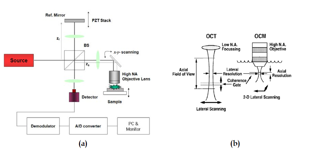 광 결맞음 현미경(OCM)의 기본 개략도 (a) 및 대물렌즈 배율에 따른 시스템의 특성