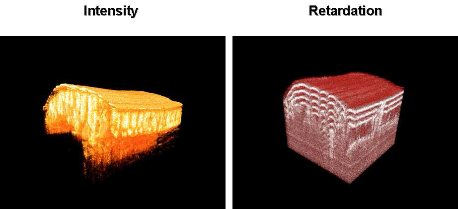 512개의 광 세기(intensity), 복굴절(retardation)의 2D 영상으로부터 재구성된 쥐꼬리 근의 3D 영상