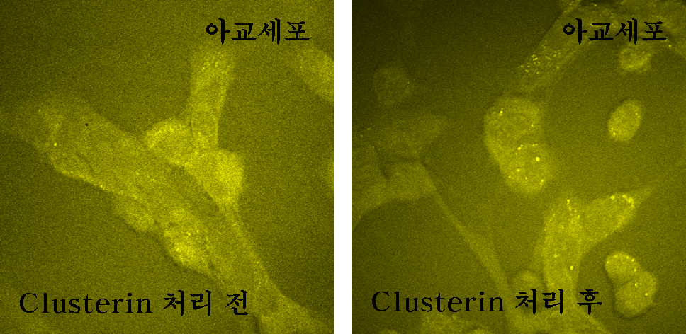 Clusterin 처리 전후의 아교세포 비선형광학 이미지