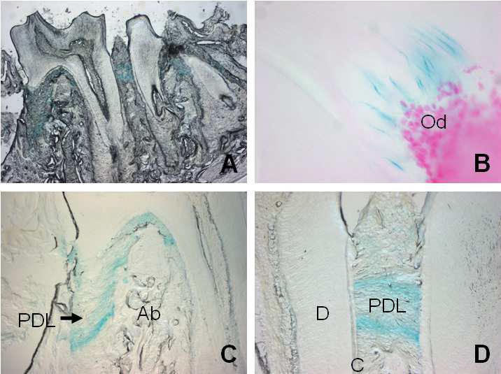 Expression of Osr2 in the processes of odontoblasts and periodontal ligament of the adult mouse. Od: odontoblast, PDL: periodontal ligament, Ab: alveolar bone, D: dentin, C: Cementum