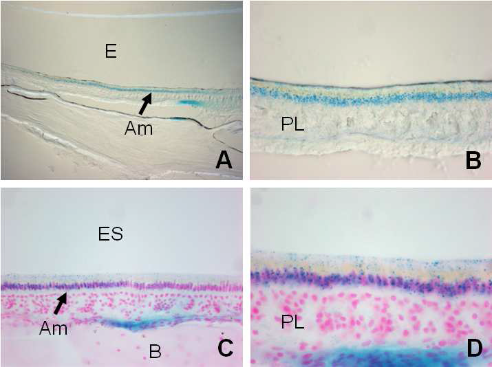 Expression of Osr2 in the maturation stage of ameloblasts of the adult mouse. E: enamel, ES: enamel space, Am: ameloblast, PL: papillary layer, B: bone