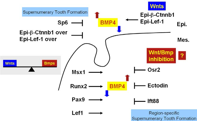 8. Molecular genetic regulation of Osr2 in the supernumerary tooth generation