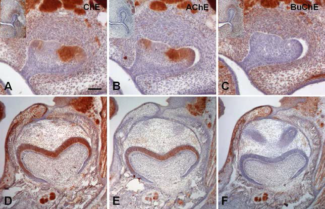 Dynamica localization of AChE activity in the dental epithelium of developing mouse molar. ChE: cholinesterase, AChE: Acetylcholinesterase, BuChE: Butyrylcholinesterase