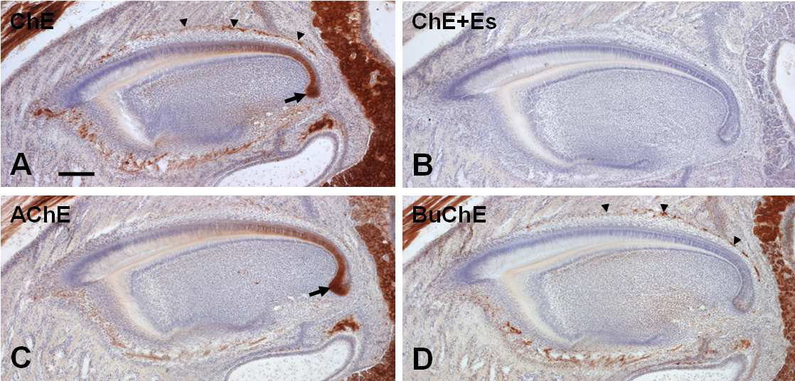 Dynamica localization of AChE activity in the dental epithelium of developing mouse molar. Es: eserine