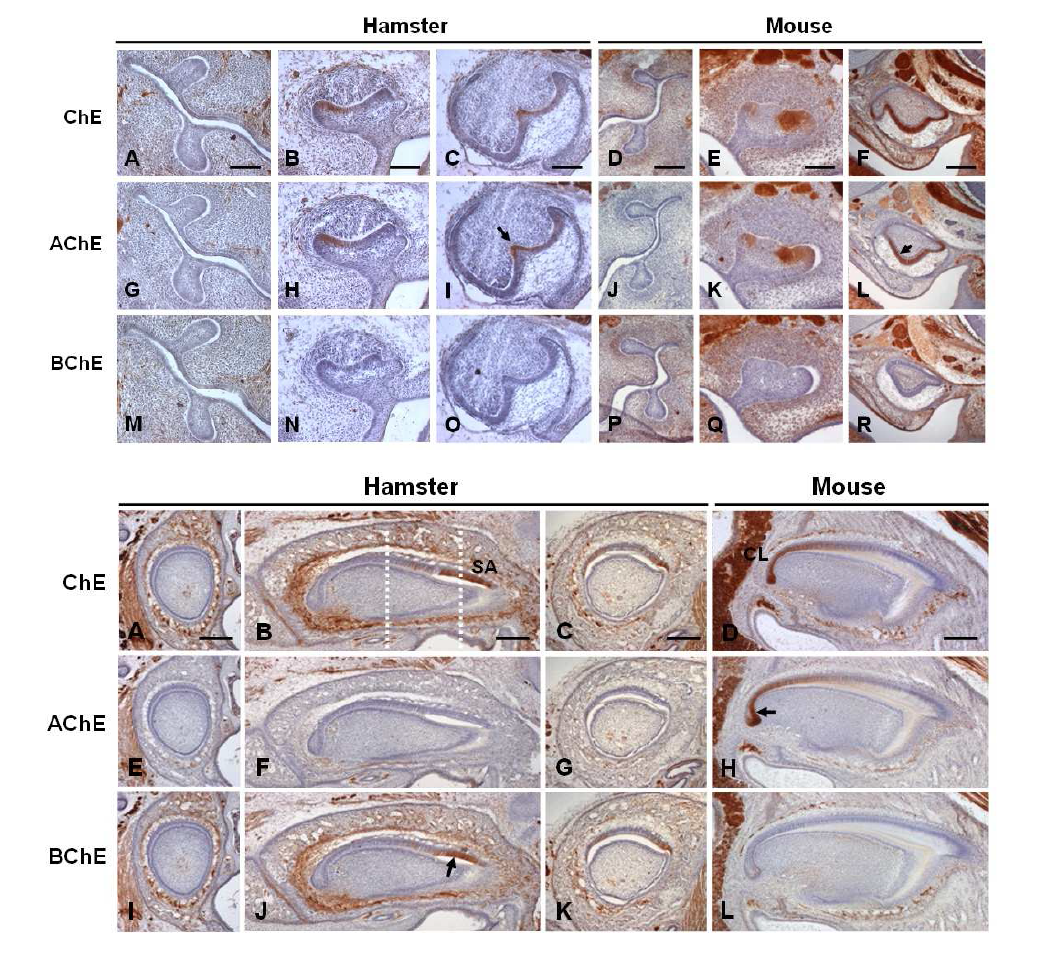 Heterogeneity of ChE activity in the dental epithelium of mouse and hamster during development