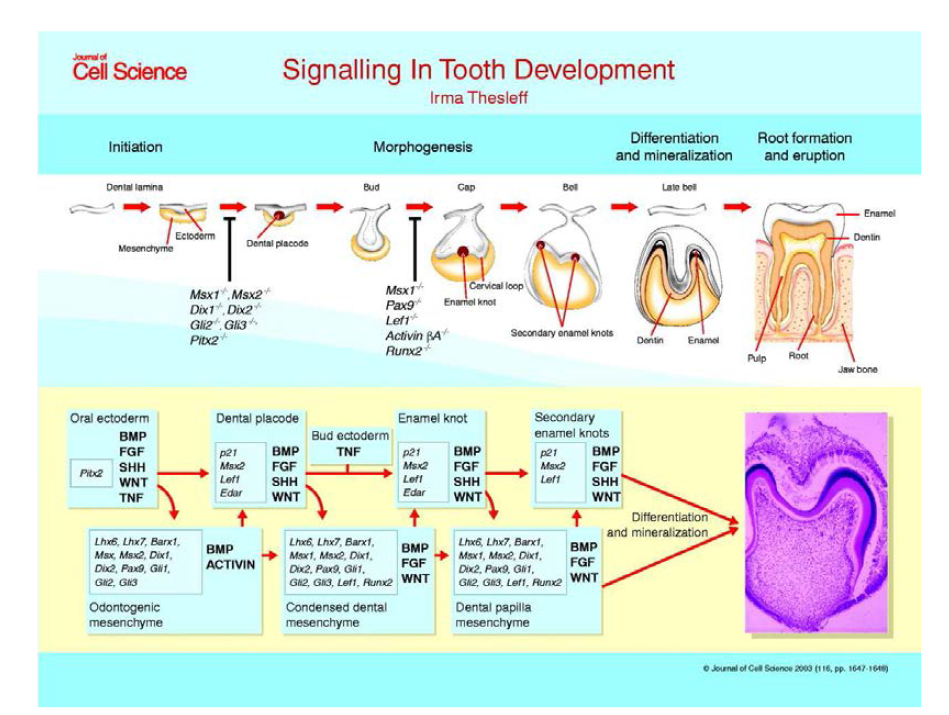 치아발생과정에서 유전자 발현 양상