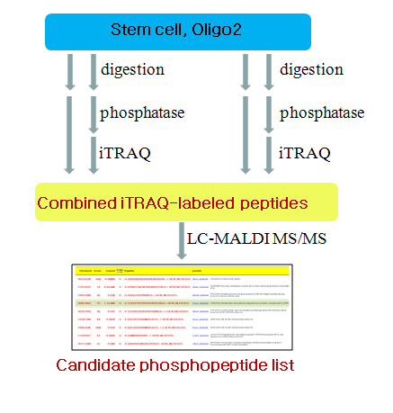 iTRAQ 와 phosphatase 를 사용한 인산화