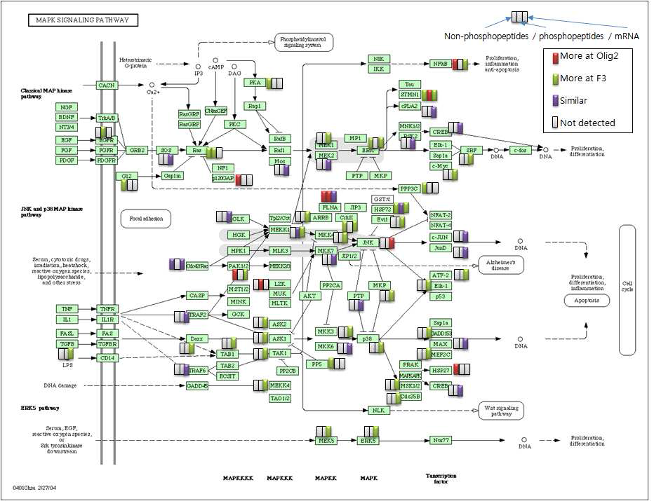 MAPK Signaling Pathway에서 일반 단백질과 인산화 단백질 및 유전자의 발현량 변화 비교 분석 결과