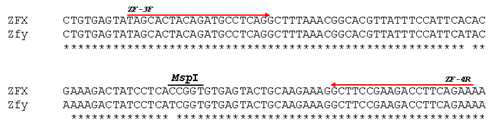 ZFX 및 ZFY의 증폭을 위한 PCR primer와 구별을 위한 RFLP