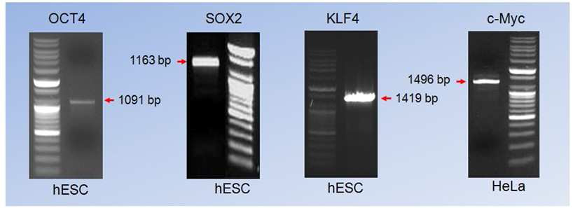 4가지 전사요소의 PCR 이용 클로닝.