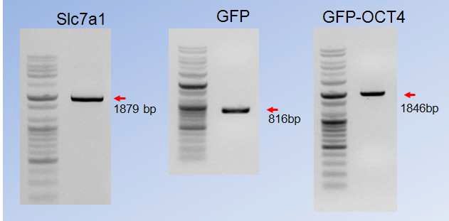 viral receptor 단백질(Slc7a1), GFP 및 GFP-OCT4 클로닝.