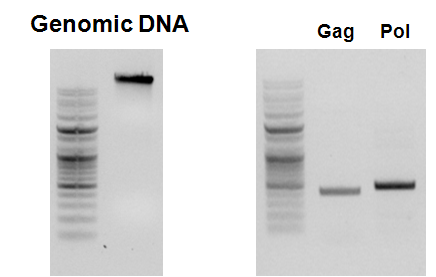 GP2-293 세포에서 gag 유전자와 pol 유전자의 삽입 여부 확인.