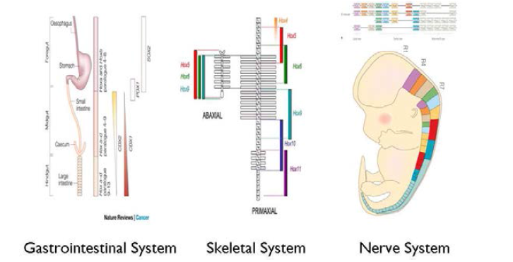 HOX 유전자의 발현과 장기, 골격 신경계의 형태형성
