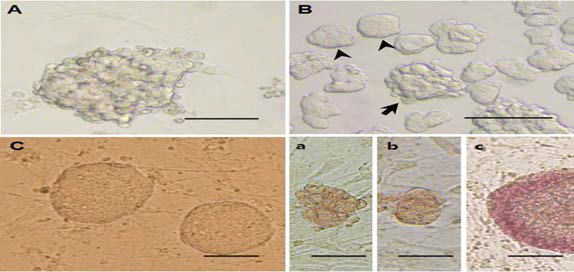 체외배양을 통해 ICR생쥐의 정원줄기세포로부터 분리되어 확립된 정원줄기세포주 (A,a)와 중간단계 정원줄기세포 (B-화살표 머리), 전(다)분화능 정원줄기세포주 (C,c). a-c: AP staining