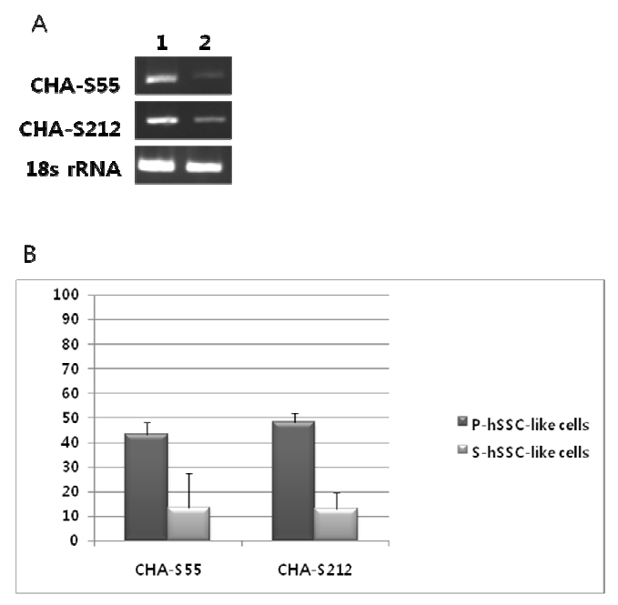 nknown/novel genes differentially expressed in P-hSSC-like-cells and S-hSSC-like-cells. RT-PCR analysis showing the expression levels of two unknown genes from subtracted clones in P-hSSC-like cell and S-hSSC-like cells. (A) In vitro senescence, CHA-S55 and CHA-S212 corresponding to unknown genes were down-regulated in hSSC-like cells. Lane 1: P-hSSC-like cells. Lane 2: S-hSSC-like cells. (B) The calibrated density of CHA-S55 and CHA-S212 normalized to that of 18S rRNA