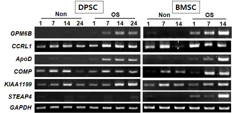 선별된 유전자들의 증식배지(non)와 분화배지(OS)에서의 발현양상.