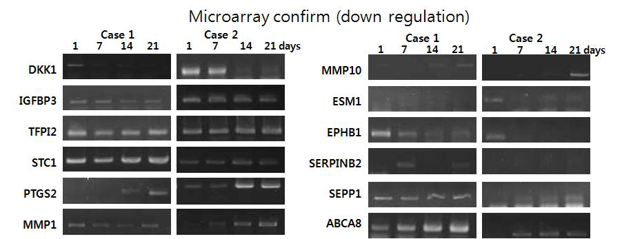 Microarray 결과에서 분화과정중 1일에 비해 7일째에 발현감소된 유전자 들의 분화21일간의 발현변화