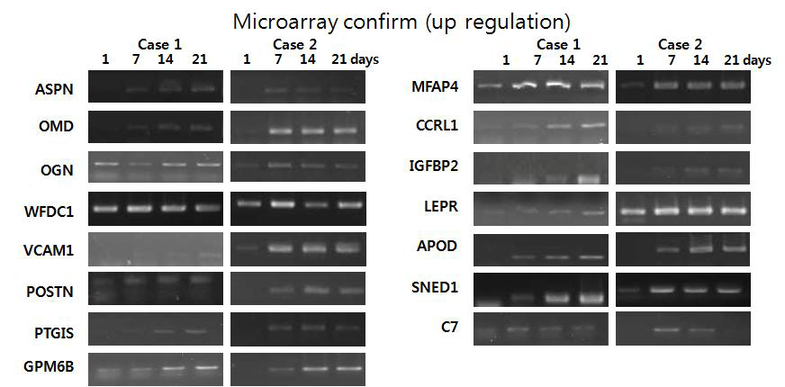 Microarray 결과에서 분화과정중 1일에 비해 7일째에 발현증가된 유전자 들의 분화21일간의 발현변화