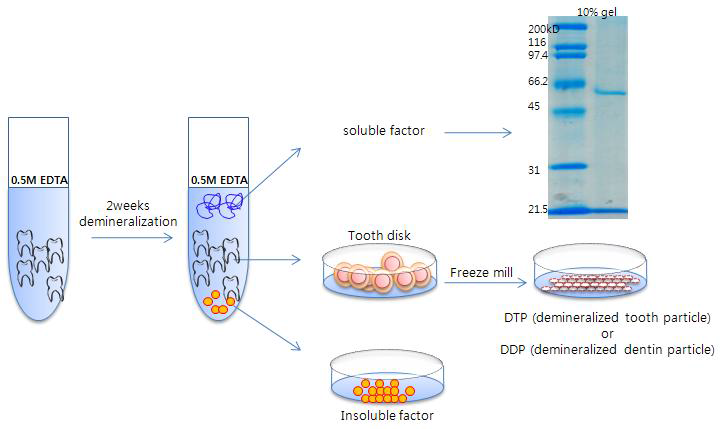 치아유래 수용성분과 탈회치아분말 제조 과정