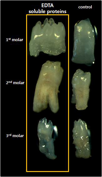 4주간 생체내실험을 통해 본 EDTA수용성단백질 처리군과 대조군에서 보이는 치아의 형태적인 차이.