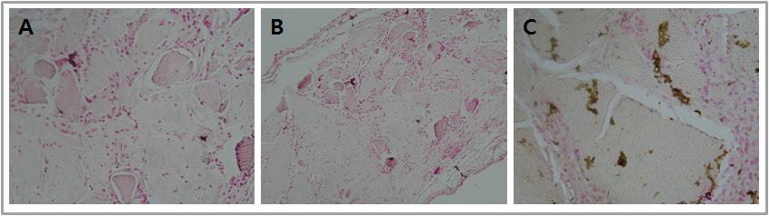 Von Kossa staining. DDP(A), RAD-DDP(B) and RGD-DDP(C).