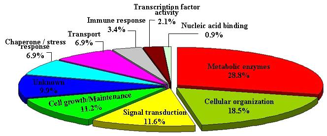 Biological funtions of the 212 identified human dentin proteins in three individuals.