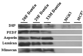 Validation of candidate proteins.