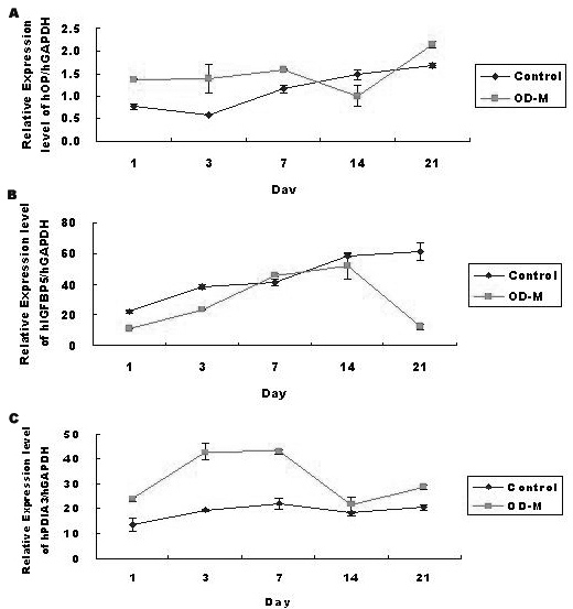 Relative Expression level of hOP, hIGFBP5, hPDIA3