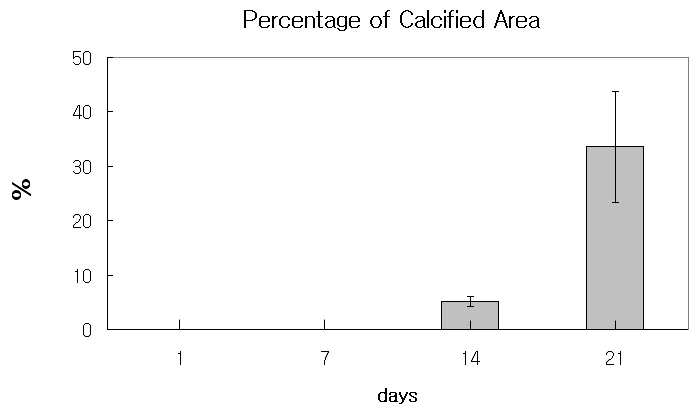 Alizarin Red 염색 후 14일과 21일째 광물화 결절의 범위를 Percentage로 나타내었다. 2명의 환자로부터 배양된 세포를 사용했으며, 14일째 5%, 21일째 33% 의 광물화 결절 범위를 계산하였다