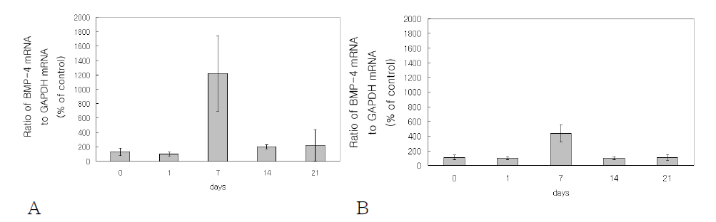 PDL 세포의 광물화 과정중에 BMP-4 mRNA 발현양상을 알아보기 위해 PDL1 (A)과 PDL2 (B)의 mRNA를 사용하여 real-time PCR을 시행하였다. GAPDH 유전자를 기준으로 하여 유전자 발현 정도를 정량화 하였다. 복합층이 형 성된 7일째에 BMP-4 유전자 발현이 증가되었다.