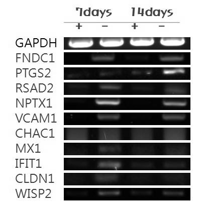 cDNA microarray 결과 양일 공히 발현이 감소된 상위 10개의 유전자에 대한 RT-PCR